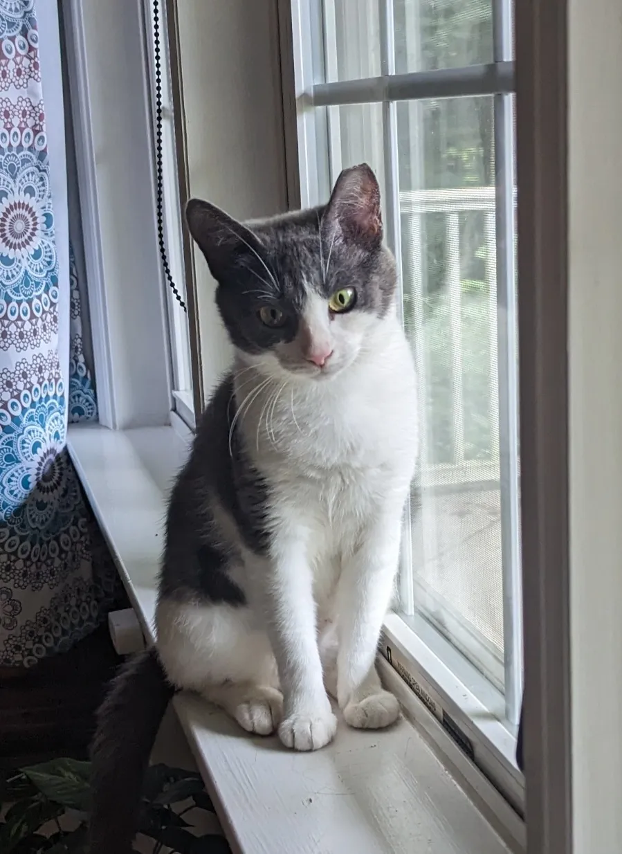 Harley, a gray and white cat sitting beside a window