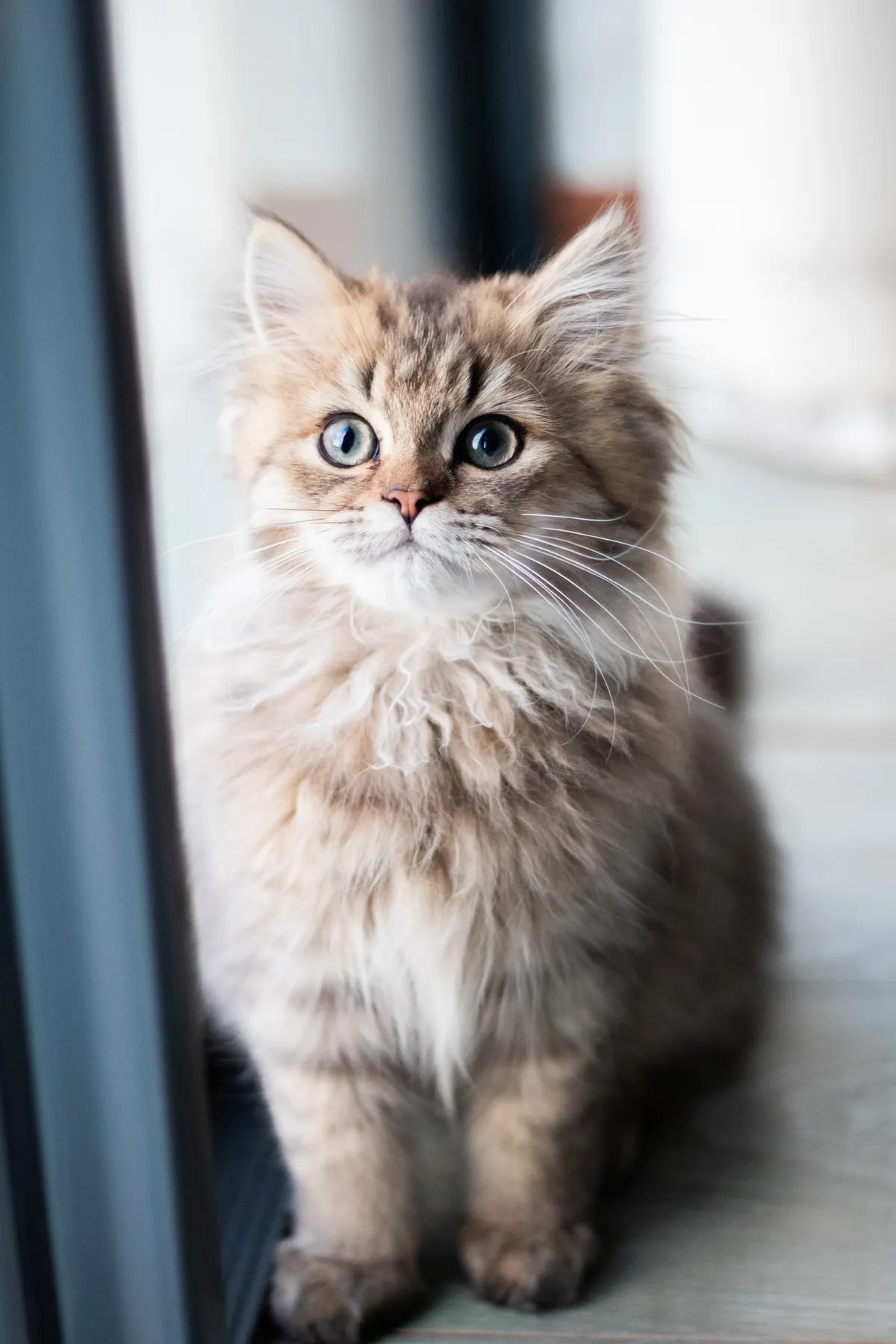 Cat looking through tall grass